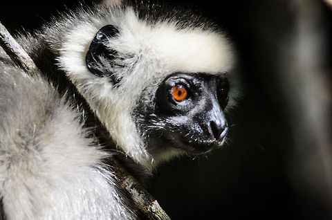 Diademed sifaka head closeup 1 Closeup of the head of a Diademed sifaka eating leaves in Andasibe, Madagascar. Andasibe,Diademed sifaka,Madagascar,Propithecus diadema