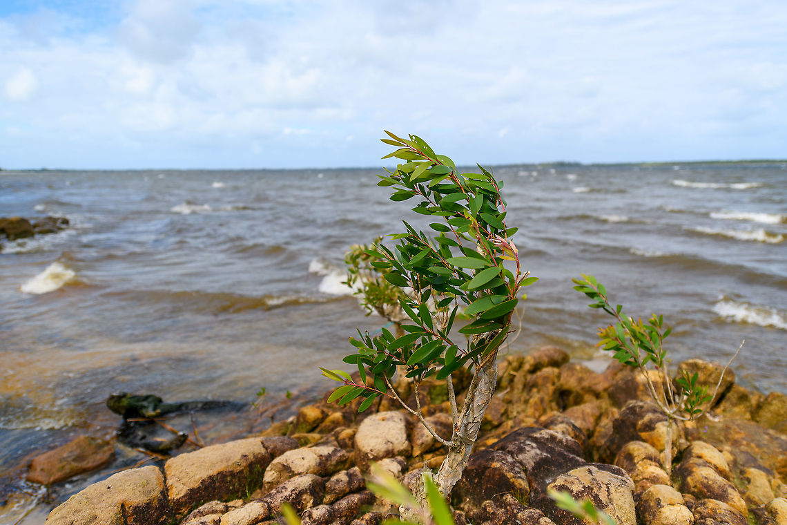 Ambitious tree, Palmarium, Madagascar Rocks, salt water and wind so strong they give you a headache, ideal conditions for this young tree. Africa,Madagascar,Madagascar 2019,Palmarium reserve,World