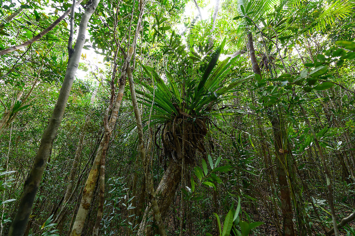 Bird's-nest fern, Palmarium, Madagascar Another large Bird's-nest fern found in the Palmarium private reserve. They are so large that it's easy to belief they are a tree in itself, yet they are an epiphyte, a parasite plant. Africa,Asplenium nidus,Madagascar,Madagascar 2019,Palmarium reserve,World