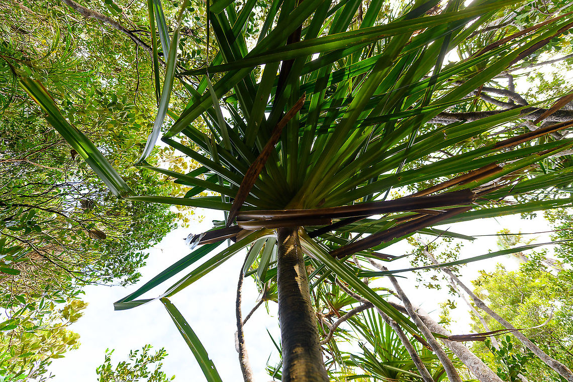 Screwpine (Pandanus sp.) - wind, Palmarium, Madagascar Bottom view of Screwpine (Pandanus sp.) directly exposed to the very strong coastal wind. The leafs are enormous and very sharp, as they dance on the pace of the wind, it's like a symphony of razor blades. Africa,Geotagged,Madagascar,Madagascar 2019,Palmarium reserve,Winter,World
