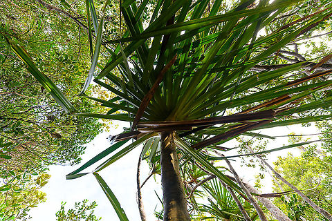 Screwpine (Pandanus sp.) - wind, Palmarium, Madagascar Bottom view of Screwpine (Pandanus sp.) directly exposed to the very strong coastal wind. The leafs are enormous and very sharp, as they dance on the pace of the wind, it's like a symphony of razor blades. Africa,Geotagged,Madagascar,Madagascar 2019,Palmarium reserve,Winter,World