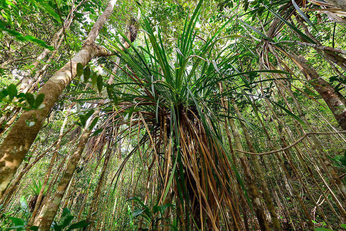 Screwpine (Pandanus sp.) - 3, Palmarium, Madagascar Another view of a truly huge screwpine. Africa,Madagascar,Madagascar 2019,Palmarium reserve,World