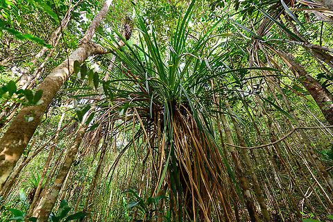 Screwpine (Pandanus sp.) - 3, Palmarium, Madagascar Another view of a truly huge screwpine. Africa,Madagascar,Madagascar 2019,Palmarium reserve,World