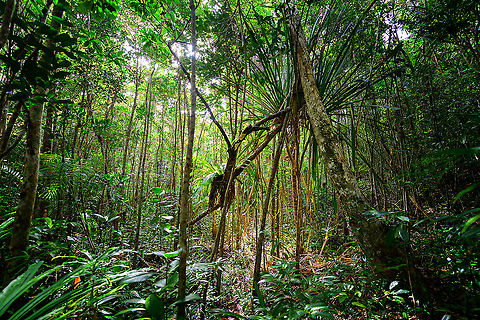 Palmarium forest scene, Madagascar Ultra wide view inside the forest of Palmarium. Africa,Madagascar,Madagascar 2019,Palmarium reserve,World
