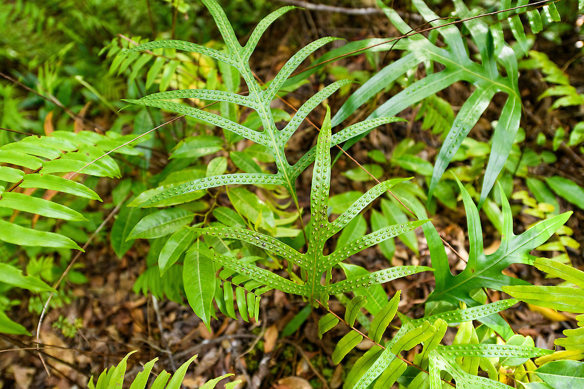 Monarch fern, Palmarium, Madagascar On the forest floor near to coast of Palmarium reserve. Not originally from Madagascar, yet there are existing reports of it here in the far east. Africa,Madagascar,Madagascar 2019,Palmarium reserve,Phymatosorus scolopendria,World