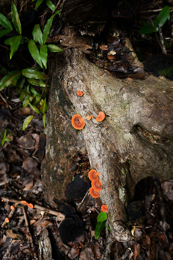 Orange bracket fungi, Palmarium, Madagascar Found on a dead tree trunk near the coast of Palmarium. Africa,Madagascar,Madagascar 2019,Palmarium reserve,Pycnoporus sanguineus,World