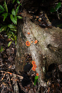 Orange bracket fungi, Palmarium, Madagascar Found on a dead tree trunk near the coast of Palmarium. Africa,Madagascar,Madagascar 2019,Palmarium reserve,Pycnoporus sanguineus,World