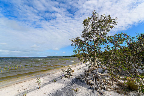 Palmarium coast - 4, Madagascar https://www.jungledragon.com/image/88959/palmarium_coast_madagascar.html
https://www.jungledragon.com/image/88960/palmarium_coast_-_2_madagascar.html
https://www.jungledragon.com/image/88961/palmarium_coast_-_3_madagascar.html Africa,Geotagged,Madagascar,Madagascar 2019,Palmarium reserve,Winter,World