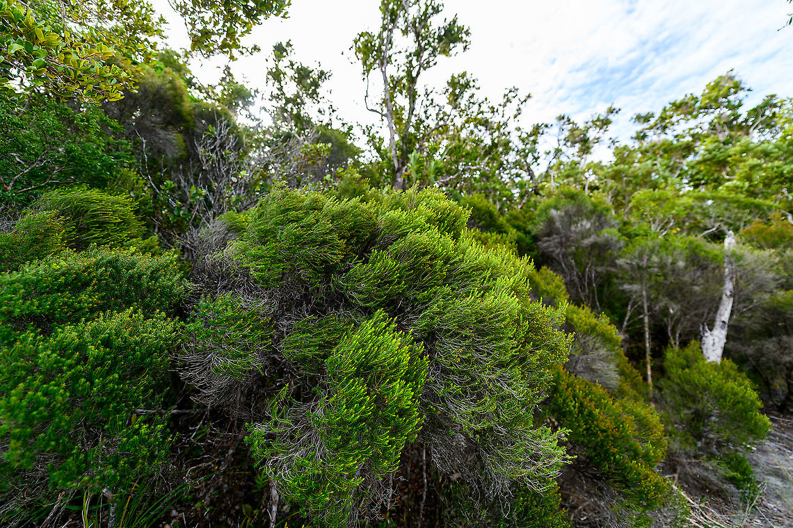 Palmarium coastline vegetation, Madagascar Taking a permanent beating from very strong winds. Africa,Geotagged,Madagascar,Madagascar 2019,Palmarium reserve,Winter,World