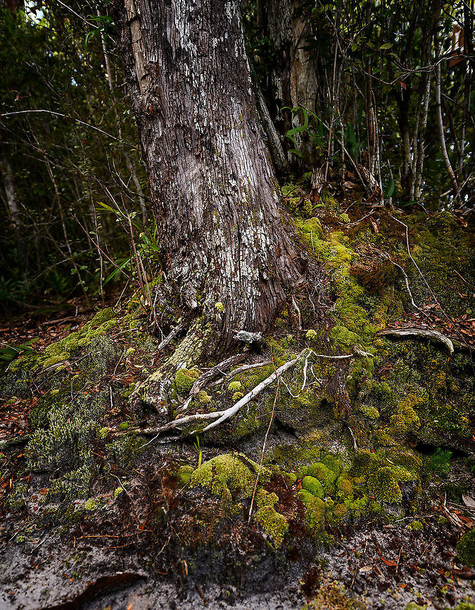 Weathered tree, Palmarium, Madagascar Coastal tree in Palmarium that has seen things. Erosion from salt water, root-ripping coastal winds, and an abundance of lichen and mosses occupying it. And yet its bark is soft as paper, you can peel it by hand. Africa,Madagascar,Madagascar 2019,Palmarium reserve,World
