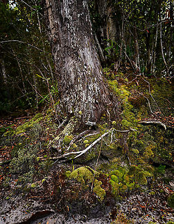 Weathered tree, Palmarium, Madagascar Coastal tree in Palmarium that has seen things. Erosion from salt water, root-ripping coastal winds, and an abundance of lichen and mosses occupying it. And yet its bark is soft as paper, you can peel it by hand. Africa,Madagascar,Madagascar 2019,Palmarium reserve,World