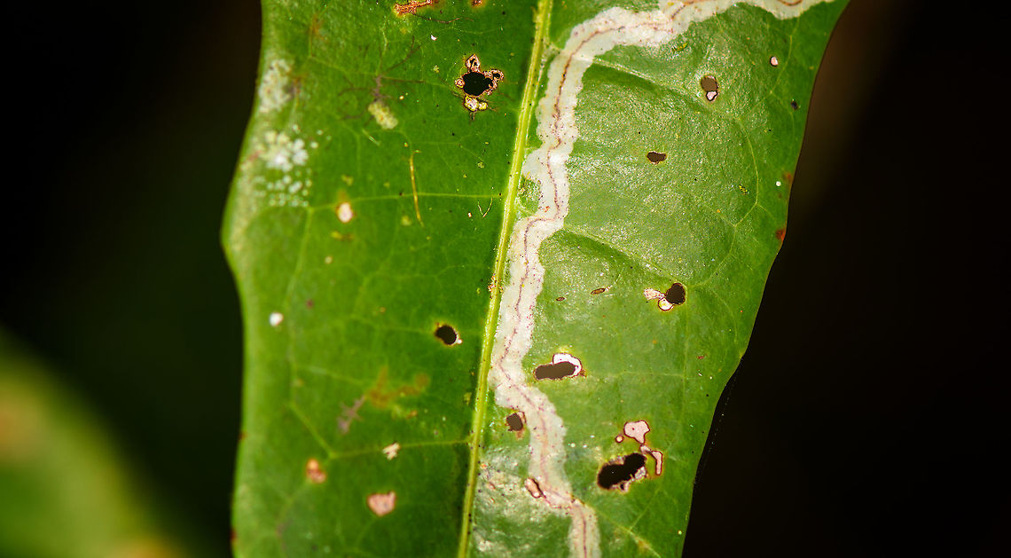 Leaf miner - closeup, Palmarium, Madagascar <figure class="photo"><a href="https://www.jungledragon.com/image/88991/leaf_miner_palmarium_madagascar.html" title="Leaf miner, Palmarium, Madagascar"><img src="https://s3.amazonaws.com/media.jungledragon.com/images/2/88991_thumb.jpg?AWSAccessKeyId=05GMT0V3GWVNE7GGM1R2&Expires=1763596810&Signature=xMPfIWSsFf%2Bn3Eg8QyAif6o8Tuo%3D" width="200" height="134" alt="Leaf miner, Palmarium, Madagascar https://www.jungledragon.com/image/88990/leaf_miner_-_closeup_palmarium_madagascar.html Africa,Madagascar,Madagascar 2019,Palmarium reserve,World" /></a></figure> Africa,Geotagged,Madagascar,Madagascar 2019,Palmarium reserve,Winter,World