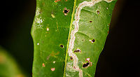 Leaf miner - closeup, Palmarium, Madagascar https://www.jungledragon.com/image/88991/leaf_miner_palmarium_madagascar.html Africa,Geotagged,Madagascar,Madagascar 2019,Palmarium reserve,Winter,World