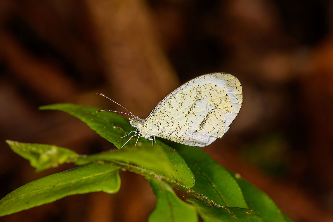 African wood white, Palmarium, Madagascar  Africa,African wood white,Geotagged,Leptosia alcesta,Madagascar,Madagascar 2019,Palmarium reserve,Winter,World