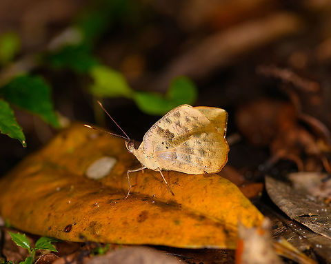 Heteropsis sp., Palmarium, Madagascar Heteropsis...the answer to any butterfly in Madagascar you can't bring to species level :) Africa,Geotagged,Madagascar,Madagascar 2019,Palmarium reserve,Winter,World