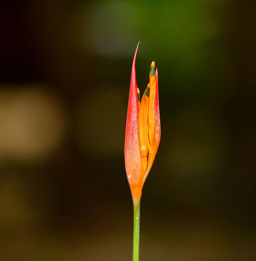 Parrot's Beak, Palmarium, Madagascar  Africa,Geotagged,Heliconia psittacorum,Madagascar,Madagascar 2019,Palmarium reserve,Parrot's Beak,Winter,World