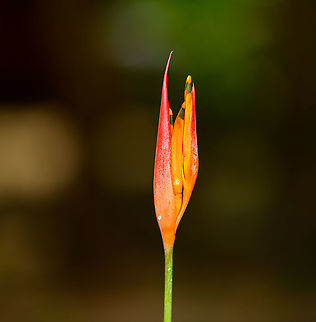 Parrot's Beak, Palmarium, Madagascar  Africa,Geotagged,Heliconia psittacorum,Madagascar,Madagascar 2019,Palmarium reserve,Parrot's Beak,Winter,World