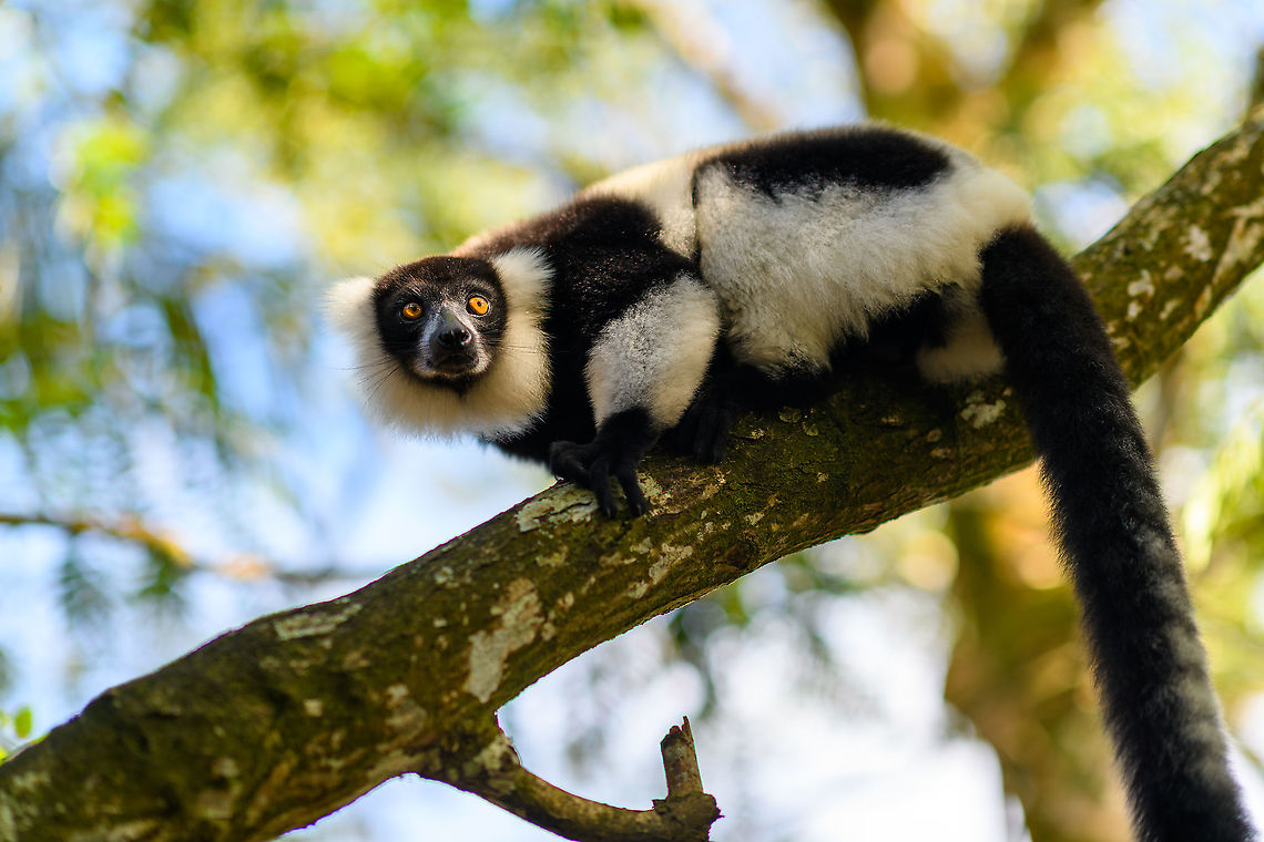 Black-and-white ruffed lemur - perched, Palmarium, Madagascar Our 2nd morning in Palmarium we prepped to make an exit, but first did one last stroll around the lemurs.<br />
<figure class="photo"><a href="https://www.jungledragon.com/image/89036/black-and-white_ruffed_lemur_-_perched_2_palmarium_madagascar.html" title="Black-and-white ruffed lemur - perched 2, Palmarium, Madagascar"><img src="https://s3.amazonaws.com/media.jungledragon.com/images/2/89036_thumb.jpg?AWSAccessKeyId=05GMT0V3GWVNE7GGM1R2&Expires=1759968010&Signature=DDiCC1PwsDMkxiAHKpnSlcwVvfw%3D" width="200" height="134" alt="Black-and-white ruffed lemur - perched 2, Palmarium, Madagascar Our 2nd morning in Palmarium we prepped to make an exit, but first did one last stroll around the lemurs.<br />
https://www.jungledragon.com/image/89035/black-and-white_ruffed_lemur_-_perched_palmarium_madagascar.html Africa,Black-and-white ruffed lemur,Geotagged,Madagascar,Madagascar 2019,Palmarium reserve,Varecia variegata,Winter,World" /></a></figure> Africa,Black-and-white ruffed lemur,Geotagged,Madagascar,Madagascar 2019,Palmarium reserve,Varecia variegata,Winter,World