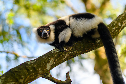 Black-and-white ruffed lemur - perched, Palmarium, Madagascar Our 2nd morning in Palmarium we prepped to make an exit, but first did one last stroll around the lemurs.
https://www.jungledragon.com/image/89036/black-and-white_ruffed_lemur_-_perched_2_palmarium_madagascar.html Africa,Black-and-white ruffed lemur,Geotagged,Madagascar,Madagascar 2019,Palmarium reserve,Varecia variegata,Winter,World