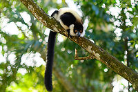 Black-and-white ruffed lemur - perched 2, Palmarium, Madagascar Our 2nd morning in Palmarium we prepped to make an exit, but first did one last stroll around the lemurs.<br />
https://www.jungledragon.com/image/89035/black-and-white_ruffed_lemur_-_perched_palmarium_madagascar.html Africa,Black-and-white ruffed lemur,Geotagged,Madagascar,Madagascar 2019,Palmarium reserve,Varecia variegata,Winter,World
