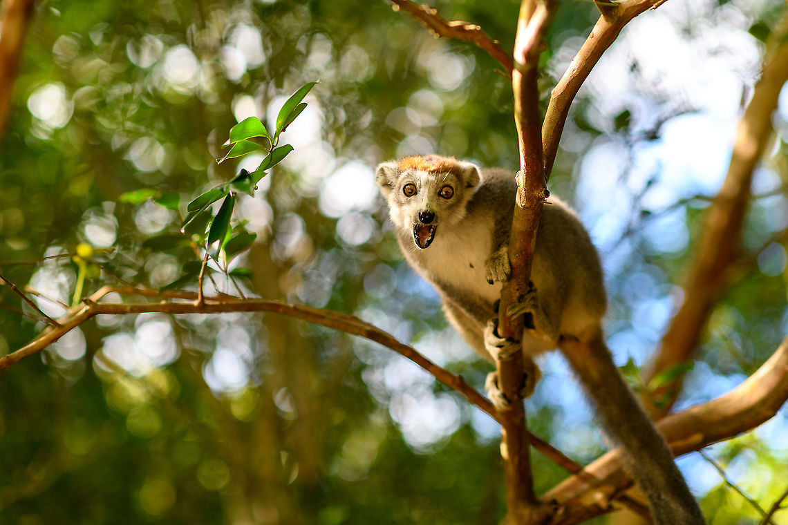Female Crowned Lemur - goodbye, Palmarium, Madagascar Female crowned lemur after hearing we were going to leave soon. Africa,Crowned lemur,Eulemur coronatus,Geotagged,Madagascar,Madagascar 2019,Palmarium reserve,Winter,World