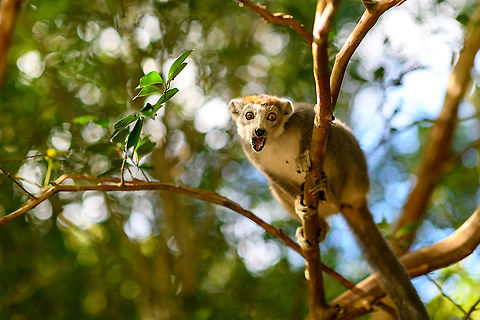 Female Crowned Lemur - goodbye, Palmarium, Madagascar Female crowned lemur after hearing we were going to leave soon. Africa,Crowned lemur,Eulemur coronatus,Geotagged,Madagascar,Madagascar 2019,Palmarium reserve,Winter,World
