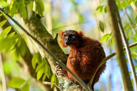 Hybrid crowned x black lemur - morning, Palmarium, Madagascar https://www.jungledragon.com/image/89278/hybrid_crowned_x_black_lemur_palmarium_madagascar.html Africa,Geotagged,Madagascar,Madagascar 2019,Palmarium reserve,Winter,World