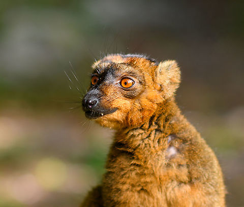Hybrid crowned lemur x red fronted brown lemur, Palmarium - portrait, Madagascar It took me a while to figure this one out, but once known, it makes total sense. The species clearly has a crown as well as features of the red-fronted brown lemur. That makes this the 3rd crowned lemur hybrid found in Palmarium. Seems a pretty productive species.
https://www.jungledragon.com/image/89040/hybrid_crowned_lemur_x_red_fronted_brown_lemur_palmarium_madagascar.html
https://www.jungledragon.com/image/89275/hybrid_crowned_lemur_x_red_fronted_brown_lemur_palmarium_-_portrait_2_madagascar.html Africa,Madagascar,Madagascar 2019,Palmarium reserve,World