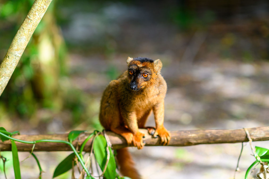 Hybrid crowned lemur x red fronted brown lemur, Palmarium, Madagascar It took me a while to figure this one out, but once known, it makes total sense. The species clearly has a crown as well as features of the red-fronted brown lemur. That makes this the 3rd crowned lemur hybrid found in Palmarium. Seems a pretty productive species.<br />
<figure class="photo"><a href="https://www.jungledragon.com/image/89039/hybrid_crowned_lemur_x_red_fronted_brown_lemur_palmarium_-_portrait_madagascar.html" title="Hybrid crowned lemur x red fronted brown lemur, Palmarium - portrait, Madagascar"><img src="https://s3.amazonaws.com/media.jungledragon.com/images/2/89039_thumb.jpg?AWSAccessKeyId=05GMT0V3GWVNE7GGM1R2&Expires=1770854410&Signature=rUFFkHlU%2F%2BkGuWBB%2FviUEkG9sIc%3D" width="200" height="170" alt="Hybrid crowned lemur x red fronted brown lemur, Palmarium - portrait, Madagascar It took me a while to figure this one out, but once known, it makes total sense. The species clearly has a crown as well as features of the red-fronted brown lemur. That makes this the 3rd crowned lemur hybrid found in Palmarium. Seems a pretty productive species.<br />
https://www.jungledragon.com/image/89040/hybrid_crowned_lemur_x_red_fronted_brown_lemur_palmarium_madagascar.html<br />
https://www.jungledragon.com/image/89275/hybrid_crowned_lemur_x_red_fronted_brown_lemur_palmarium_-_portrait_2_madagascar.html Africa,Madagascar,Madagascar 2019,Palmarium reserve,World" /></a></figure><br />
<figure class="photo"><a href="https://www.jungledragon.com/image/89275/hybrid_crowned_lemur_x_red_fronted_brown_lemur_palmarium_-_portrait_2_madagascar.html" title="Hybrid crowned lemur x red fronted brown lemur, Palmarium - portrait 2, Madagascar"><img src="https://s3.amazonaws.com/media.jungledragon.com/images/2/89275_thumb.jpg?AWSAccessKeyId=05GMT0V3GWVNE7GGM1R2&Expires=1770854410&Signature=WjOLh1IgIYAy0Wiu%2FtESme%2BrcsI%3D" width="200" height="134" alt="Hybrid crowned lemur x red fronted brown lemur, Palmarium - portrait 2, Madagascar  Africa,Geotagged,Madagascar,Madagascar 2019,Palmarium reserve,Winter,World" /></a></figure> Africa,Geotagged,Madagascar,Madagascar 2019,Palmarium reserve,Winter,World
