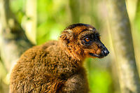 Hybrid crowned lemur x red fronted brown lemur, Palmarium - portrait 2, Madagascar  Africa,Geotagged,Madagascar,Madagascar 2019,Palmarium reserve,Winter,World