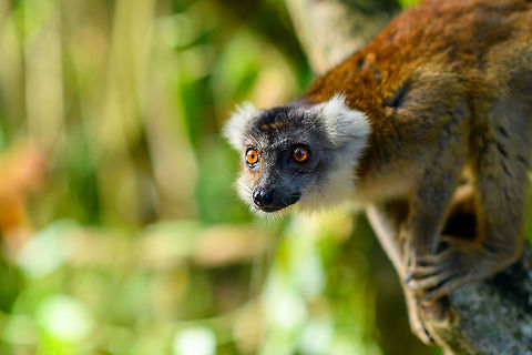 Hybrid crowned x ? lemur - 2, Palmarium, Madagascar  Africa,Geotagged,Madagascar,Madagascar 2019,Palmarium reserve,Winter,World