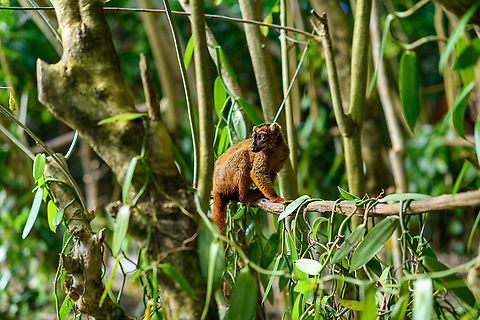 Hybrid crowned lemur x red fronted brown lemur - full body, Palmarium - portrait, Madagascar Walking on vanilla :) Africa,Geotagged,Madagascar,Madagascar 2019,Palmarium reserve,Winter,World