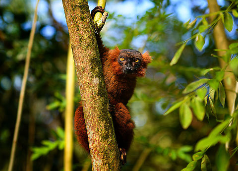Hybrid crowned x black lemur, Palmarium, Madagascar https://www.jungledragon.com/image/89038/hybrid_crowned_x_black_lemur_-_morning_palmarium_madagascar.html Africa,Geotagged,Madagascar,Madagascar 2019,Palmarium reserve,Winter,World