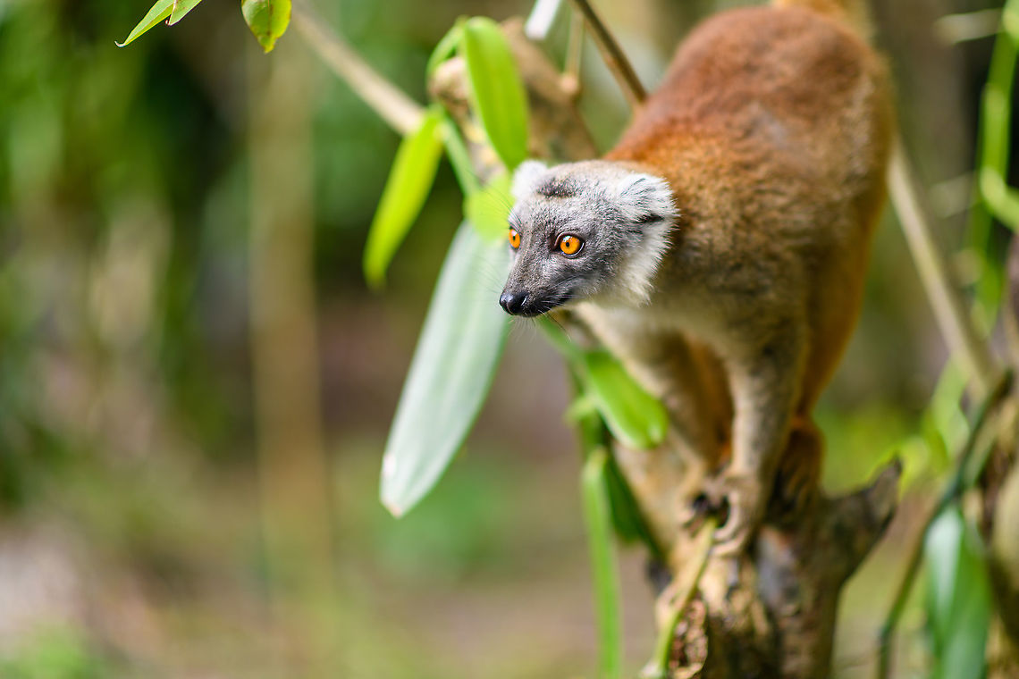 Hybrid crowned x ? lemur - 3, Palmarium, Madagascar The confident look of an animal fully aware it is beautiful. Africa,Geotagged,Madagascar,Madagascar 2019,Palmarium reserve,Winter,World