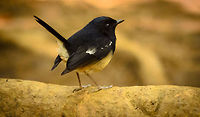 Madagascar Magpie-Robin (male) You wouldn't tell it by the relative dull looks of this bird, but it is a tropical bird, endemic to Madagascar (hence the name). This one was captured in the Andasibe forests. ISO is high because it is handshot from 500mm and the light in the forest is quite low. Andasibe,Copsychus albospecularis,Madagascar,Madagascar Magpie-Robin