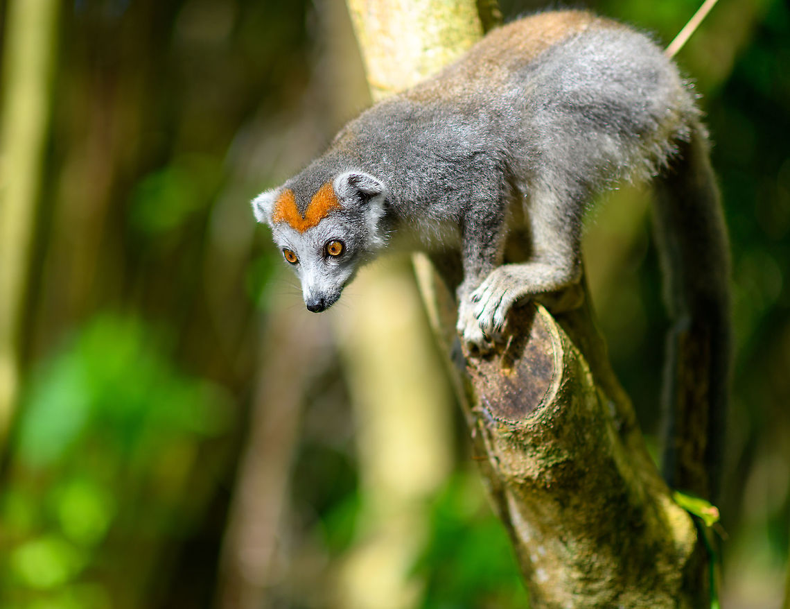 Female Crowned Lemur - curiuous, Palmarium, Madagascar I swear, one of these days my lemur influx will end, but it will not be on this day :)<br />
<figure class="photo"><a href="https://www.jungledragon.com/image/89330/female_crowned_lemur_-_curiuous_2_palmarium_madagascar.html" title="Female Crowned Lemur - curiuous 2, Palmarium, Madagascar"><img src="https://s3.amazonaws.com/media.jungledragon.com/images/2/89330_thumb.jpg?AWSAccessKeyId=05GMT0V3GWVNE7GGM1R2&Expires=1759968010&Signature=x4vo%2Bv12lLJfzIKGGEk8Pce9PrU%3D" width="200" height="134" alt="Female Crowned Lemur - curiuous 2, Palmarium, Madagascar I swear, one of these days my lemur influx will end, but it will not be on this day :)<br />
https://www.jungledragon.com/image/89329/female_crowned_lemur_-_curiuous_palmarium_madagascar.html Africa,Crowned lemur,Eulemur coronatus,Geotagged,Madagascar,Madagascar 2019,Palmarium reserve,Winter,World" /></a></figure> Africa,Crowned lemur,Eulemur coronatus,Geotagged,Madagascar,Madagascar 2019,Palmarium reserve,Winter,World