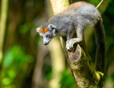 Female Crowned Lemur - curiuous, Palmarium, Madagascar I swear, one of these days my lemur influx will end, but it will not be on this day :)
https://www.jungledragon.com/image/89330/female_crowned_lemur_-_curiuous_2_palmarium_madagascar.html Africa,Crowned lemur,Eulemur coronatus,Geotagged,Madagascar,Madagascar 2019,Palmarium reserve,Winter,World