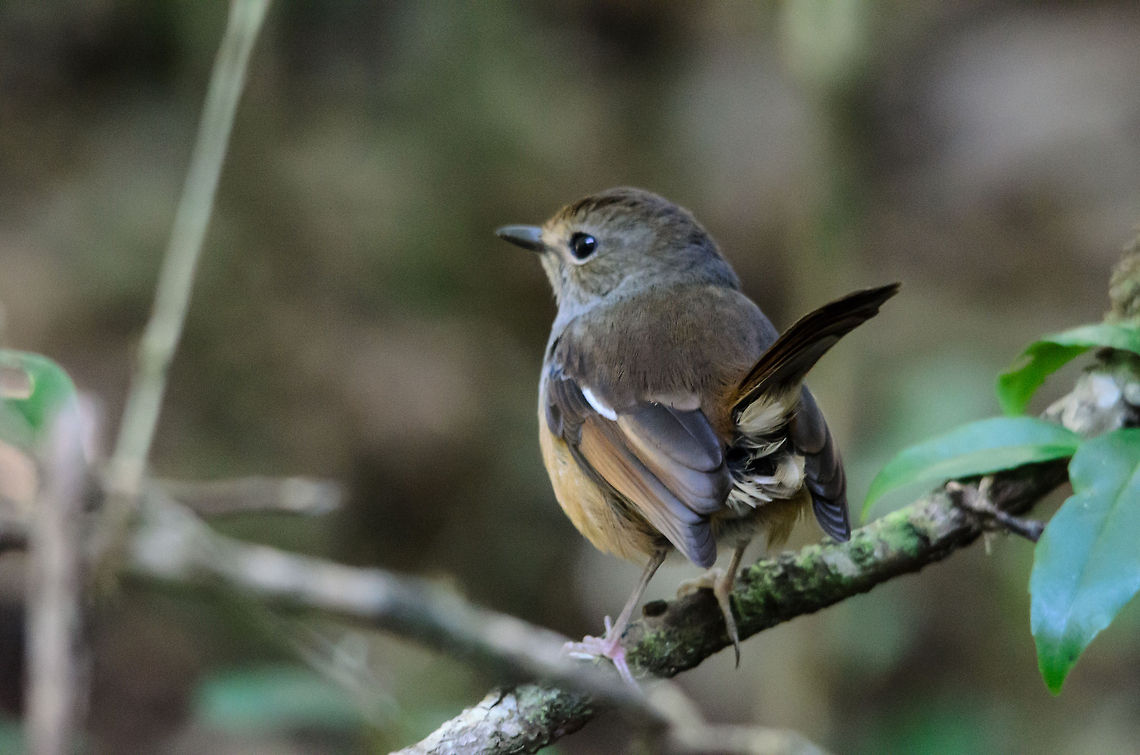 Madagascar Magpie-Robin (female) You wouldn't tell it by the relative dull looks of this bird, but it is a tropical bird, endemic to Madagascar (hence the name). This one was captured in the Andasibe forests. ISO is high because it is handshot from 500mm and the light in the forest is quite low. Andasibe,Copsychus albospecularis,Madagascar,Madagascar Magpie-Robin