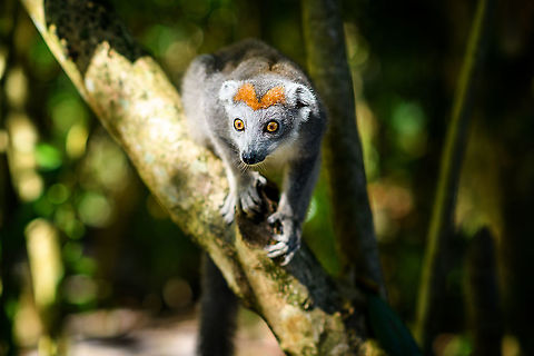Female Crowned Lemur - curiuous 2, Palmarium, Madagascar I swear, one of these days my lemur influx will end, but it will not be on this day :)
https://www.jungledragon.com/image/89329/female_crowned_lemur_-_curiuous_palmarium_madagascar.html Africa,Crowned lemur,Eulemur coronatus,Geotagged,Madagascar,Madagascar 2019,Palmarium reserve,Winter,World
