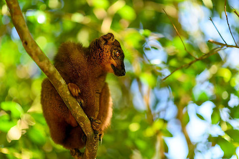 Hybrid crowned lemur x red fronted brown lemur, Palmarium - in tree, Madagascar  Africa,Geotagged,Madagascar,Madagascar 2019,Palmarium reserve,Winter,World