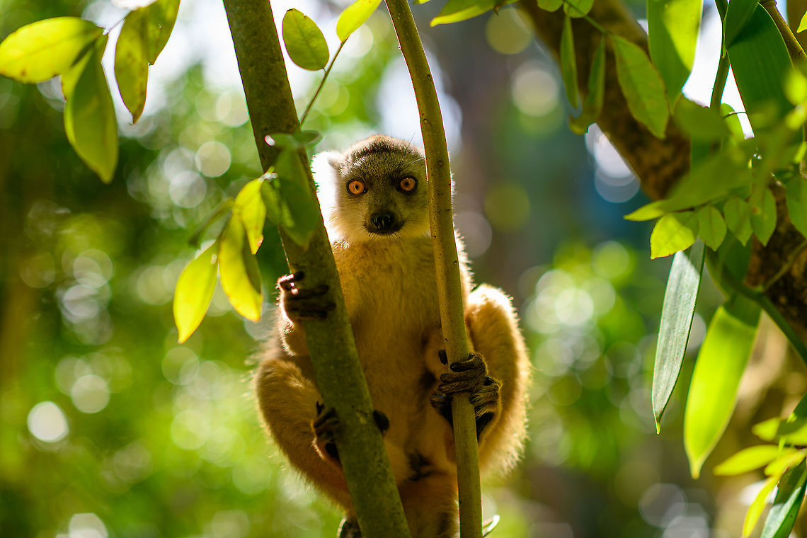 Hybrid crowned x ? lemur - back light, Palmarium, Madagascar Backlit, zen mode. Africa,Madagascar,Madagascar 2019,Palmarium reserve,World