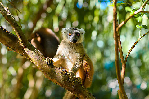 Hybrid crowned x ? lemur - bokeh rain, Palmarium, Madagascar Check out the bokeh rain in the background. Africa,Geotagged,Madagascar,Madagascar 2019,Palmarium reserve,Winter,World