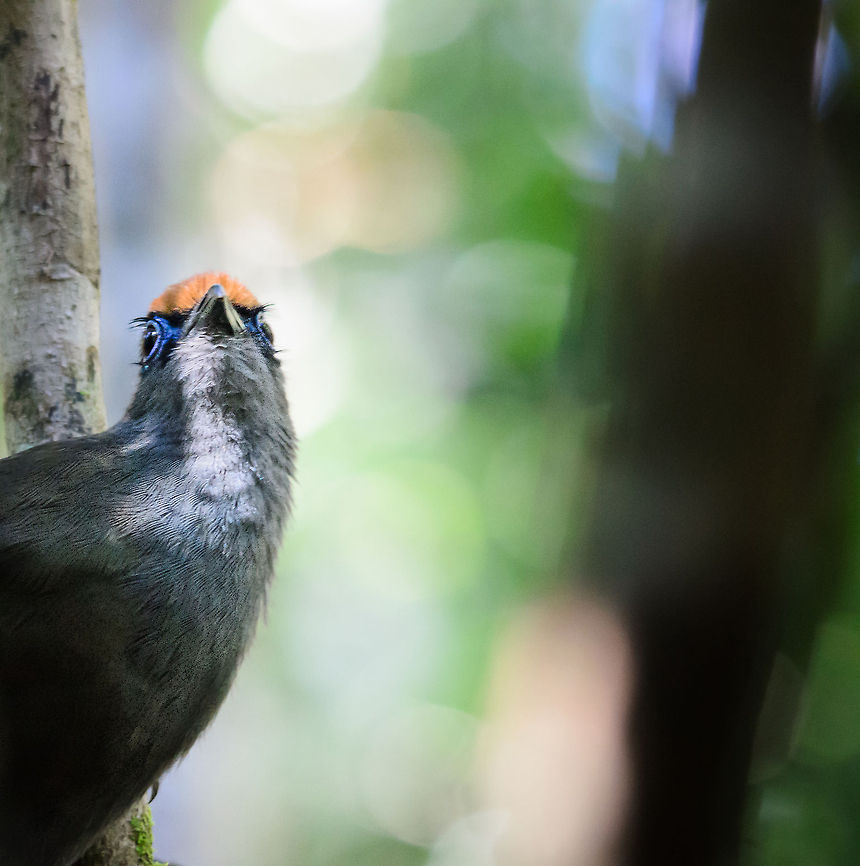Red-fronted Coua says hai! The Red-fronted Coua is a vivid bird to cheer up the Andasibe forest of Madagascar. It's not easy to capture, being a very active forest dweller. Auto focus failed many of my forest bird attempts so I switched to manual focus, auto ISO and hoping for a bit of luck. Andasibe,Coua reynaudii,Madagascar,Red-fronted Coua