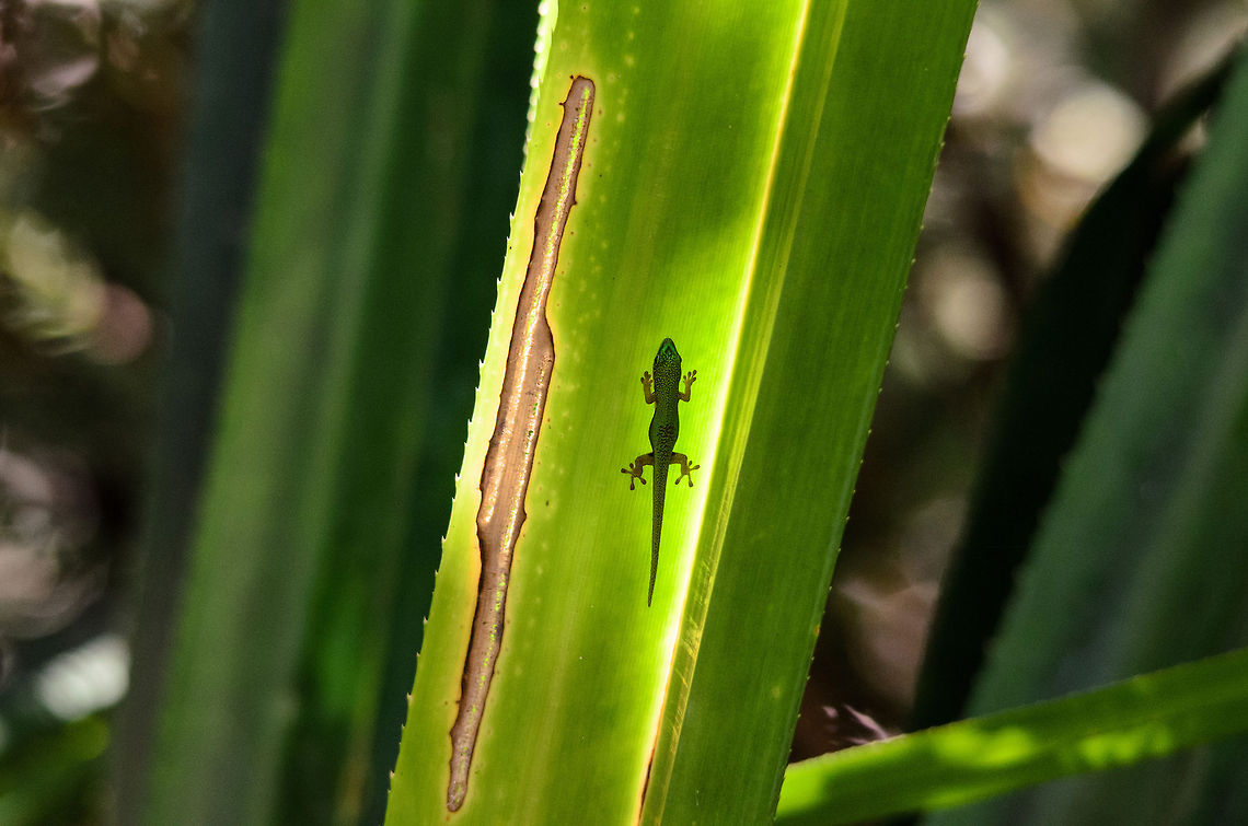 Just building a tan, move along In the Andasibe forest of Madagascar, a Madagascar day gecko is having a tan on the inside of a huge jungle plant. Andasibe,Lined Day Gecko,Madagascar,Madagascar day gecko,Phelsuma lineata
