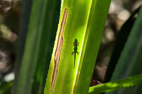 Just building a tan, move along In the Andasibe forest of Madagascar, a Madagascar day gecko is having a tan on the inside of a huge jungle plant. Andasibe,Lined Day Gecko,Madagascar,Madagascar day gecko,Phelsuma lineata