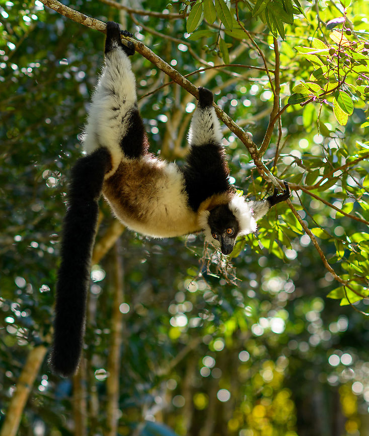Black-and-white ruffed lemur - upside down, Palmarium, Madagascar <figure class="photo"><a href="https://www.jungledragon.com/image/89426/black-and-white_ruffed_lemur_-_day_2_palmarium_madagascar.html" title="Black-and-white ruffed lemur - day 2, Palmarium, Madagascar"><img src="https://s3.amazonaws.com/media.jungledragon.com/images/2/89426_thumb.jpg?AWSAccessKeyId=05GMT0V3GWVNE7GGM1R2&Expires=1770854410&Signature=RKIeyHgcw4EjMZb7V9RXZ%2BG3ECw%3D" width="102" height="152" alt="Black-and-white ruffed lemur - day 2, Palmarium, Madagascar https://www.jungledragon.com/image/89425/black-and-white_ruffed_lemur_-_upside_down_palmarium_madagascar.html<br />
https://www.jungledragon.com/image/89427/black-and-white_ruffed_lemur_-_day_2_-_2_palmarium_madagascar.html Africa,Black-and-white ruffed lemur,Geotagged,Madagascar,Madagascar 2019,Palmarium reserve,Varecia variegata,Winter,World" /></a></figure><br />
<figure class="photo"><a href="https://www.jungledragon.com/image/89427/black-and-white_ruffed_lemur_-_day_2_-_2_palmarium_madagascar.html" title="Black-and-white ruffed lemur - day 2 - 2, Palmarium, Madagascar"><img src="https://s3.amazonaws.com/media.jungledragon.com/images/2/89427_thumb.jpg?AWSAccessKeyId=05GMT0V3GWVNE7GGM1R2&Expires=1770854410&Signature=82jO1PPYMzLO8PTTKnS%2BsM4Vvfs%3D" width="120" height="152" alt="Black-and-white ruffed lemur - day 2 - 2, Palmarium, Madagascar https://www.jungledragon.com/image/89425/black-and-white_ruffed_lemur_-_upside_down_palmarium_madagascar.html<br />
https://www.jungledragon.com/image/89426/black-and-white_ruffed_lemur_-_day_2_palmarium_madagascar.html Africa,Black-and-white ruffed lemur,Geotagged,Madagascar,Madagascar 2019,Palmarium reserve,Varecia variegata,Winter,World" /></a></figure> Africa,Black-and-white ruffed lemur,Geotagged,Madagascar,Madagascar 2019,Palmarium reserve,Varecia variegata,Winter,World