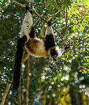 Black-and-white ruffed lemur - upside down, Palmarium, Madagascar https://www.jungledragon.com/image/89426/black-and-white_ruffed_lemur_-_day_2_palmarium_madagascar.html<br />
https://www.jungledragon.com/image/89427/black-and-white_ruffed_lemur_-_day_2_-_2_palmarium_madagascar.html Africa,Black-and-white ruffed lemur,Geotagged,Madagascar,Madagascar 2019,Palmarium reserve,Varecia variegata,Winter,World