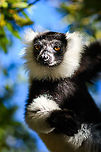 Black-and-white ruffed lemur - day 2, Palmarium, Madagascar https://www.jungledragon.com/image/89425/black-and-white_ruffed_lemur_-_upside_down_palmarium_madagascar.html<br />
https://www.jungledragon.com/image/89427/black-and-white_ruffed_lemur_-_day_2_-_2_palmarium_madagascar.html Africa,Black-and-white ruffed lemur,Geotagged,Madagascar,Madagascar 2019,Palmarium reserve,Varecia variegata,Winter,World