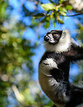 Black-and-white ruffed lemur - day 2 - 2, Palmarium, Madagascar https://www.jungledragon.com/image/89425/black-and-white_ruffed_lemur_-_upside_down_palmarium_madagascar.html<br />
https://www.jungledragon.com/image/89426/black-and-white_ruffed_lemur_-_day_2_palmarium_madagascar.html Africa,Black-and-white ruffed lemur,Geotagged,Madagascar,Madagascar 2019,Palmarium reserve,Varecia variegata,Winter,World