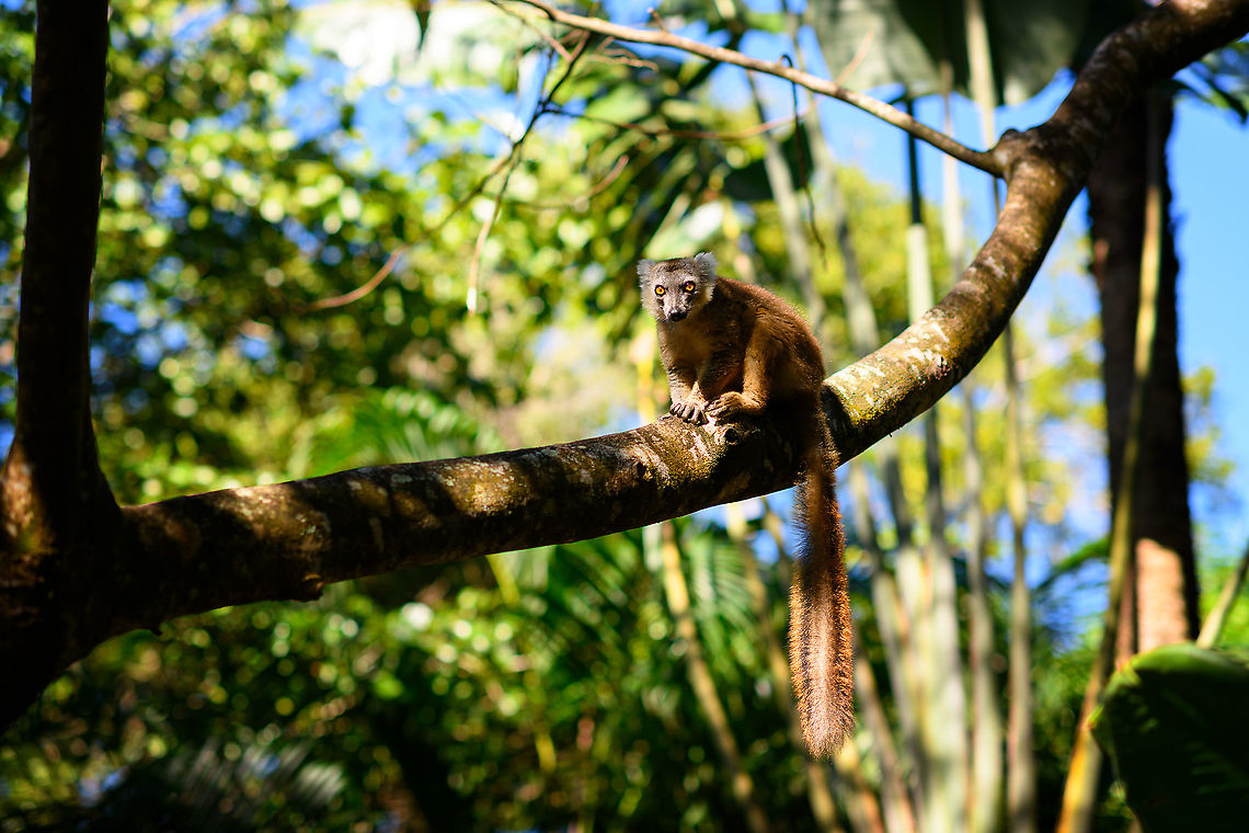 Hybrid crowned x ? lemur - goodbye, Palmarium, Madagascar Last shot from Palmarium. Africa,Geotagged,Madagascar,Madagascar 2019,Palmarium reserve,Winter,World